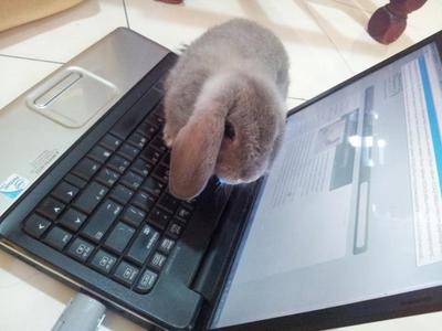 Loppy - Holland Lop + Lop Eared Rabbit