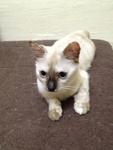 Putih - Siamese Cat