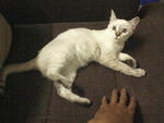 Putih - Siamese Cat