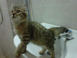 Tigra - American Curl + Persian Cat