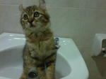 Tigra - American Curl + Persian Cat