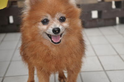 Chewy - Pomeranian Dog