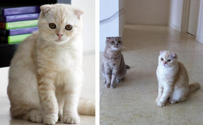 PF39949 - Scottish Fold Cat