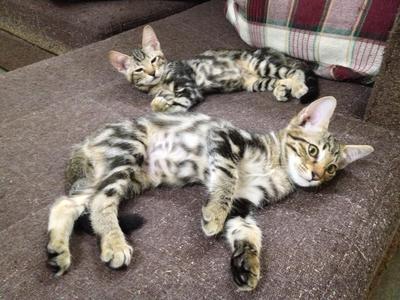 Neo &amp; Mia - Bengal Cat