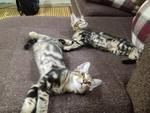 Neo &amp; Mia - Bengal Cat