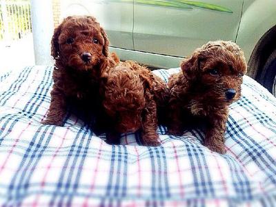 Super Red Toy Poodle - Poodle Dog