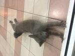 Grey - Domestic Short Hair Cat