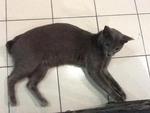 Grey - Domestic Short Hair Cat