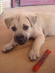 Boy George - Bullmastiff Mix Dog