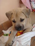 Boy George - Bullmastiff Mix Dog