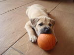 Boy George - Bullmastiff Mix Dog