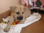 Boy George - Bullmastiff Mix Dog