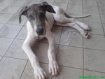 Chester - Great Dane Dog