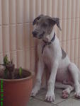 Chester - Great Dane Dog