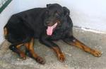 Old: Tag D143 - Rottweiler Dog