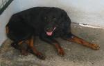 Old: Tag D143 - Rottweiler Dog