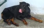 Old: Tag D143 - Rottweiler Dog