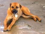 Old: Tag D196 - Bullmastiff Dog