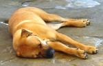 Old: Tag D196 - Bullmastiff Dog