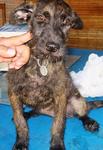 Old: Tag P67 - Terrier Mix Dog