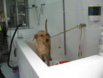 Sugar taking a bath