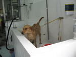 Sugar - Mixed Breed Dog