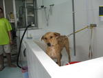 Sugar - Mixed Breed Dog