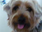 Terry - Silky Terrier Dog