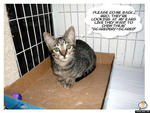 Cute Kittens For Adoption - Domestic Short Hair Cat