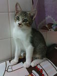 A Kitten For Good Home. - Domestic Short Hair Cat