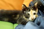 Maggie - Domestic Short Hair Cat