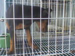 Miniature Pinscher Puppy - Miniature Pinscher Dog