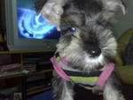 Honey - Schnauzer Dog