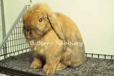 Holland Lop - Tort  21 - Holland Lop Rabbit