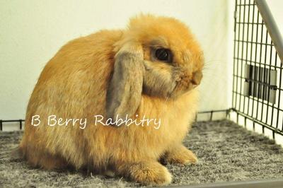 Holland Lop - Tort 24 - Holland Lop Rabbit