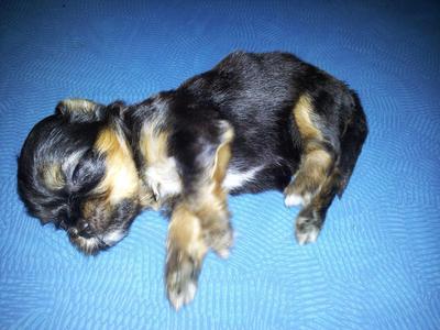 Silky Terrier Mix Shih Tzu Puppy - Silky Terrier + Shih Tzu Dog