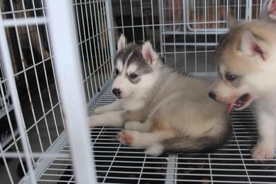 Grey Color Male Siberian Husky Pup - Siberian Husky Dog