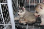 Grey Color Male Siberian Husky Pup - Siberian Husky Dog