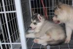 Grey Color Male Siberian Husky Pup - Siberian Husky Dog