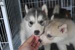 Grey Color Male Siberian Husky Pup - Siberian Husky Dog