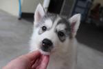 Grey Color Male Siberian Husky Pup - Siberian Husky Dog