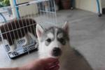 Grey Color Male Siberian Husky Pup - Siberian Husky Dog