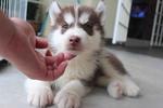 Dark Copper Siberian Husky Pup - Siberian Husky Dog