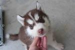 Dark Copper Siberian Husky Pup - Siberian Husky Dog