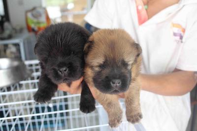 Black Chow Chow Puppy - Chow Chow Dog