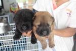 Black Chow Chow Puppy - Chow Chow Dog