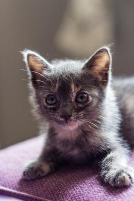 Bernie - Domestic Short Hair + Persian Cat