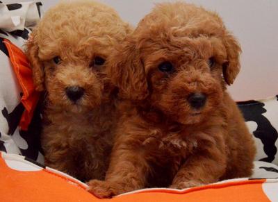 Toy Poodle - Thick Coat - Poodle Dog