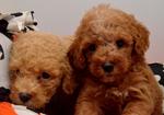 Toy Poodle - Thick Coat - Poodle Dog