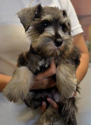 Miniature Schnauzer - Importe Line - Schnauzer Dog